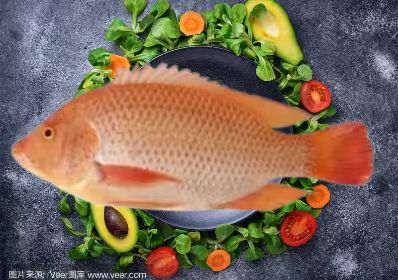 红罗非鱼一去